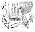 Phyllogonium viscosum