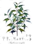 Phyllonoma ruscifolia