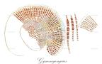 Gymnogongrus