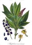 Phytolacca americana