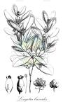 Longetia buxoides