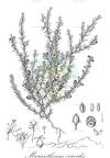 Micrantheum ericoides