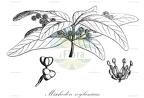 Mischodon zeylanicus