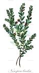 Neoroepera banksii