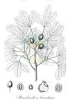 Picrodendron baccatum