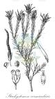 Stachystemon vermicularis