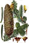 Abies alba