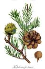 Keteleeria fortunei
