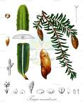 Tsuga canadensis