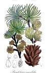 Pseudolarix amabilis