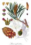 Pinus sylvestris