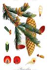 Picea abies