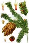 Pseudotsuga menziesii