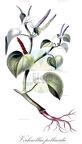Verhuellia pellucida