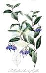 Billardiera heterophylla