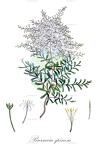 Bursaria spinosa