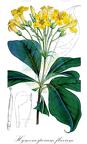 Hymenosporum flavum