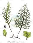 Plagiochila stephensoniana