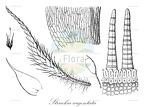 Struckia argentata