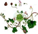Cymbalaria muralis