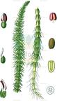 Hippuris vulgaris