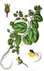 Kickxia spuria