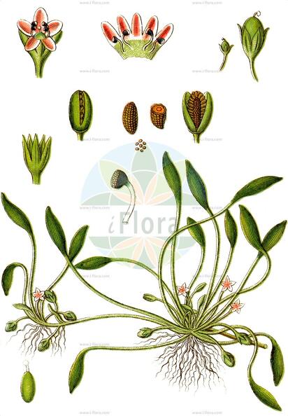 Limosella aquatica