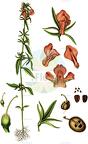 Misopates orontium
