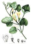 Asarina procumbens