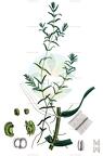 Callitriche hermaphroditica