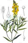 Linaria vulgaris