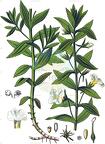 Gratiola officinalis
