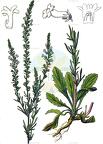 Anarrhinum bellidifolium