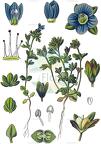 Veronica triphyllos