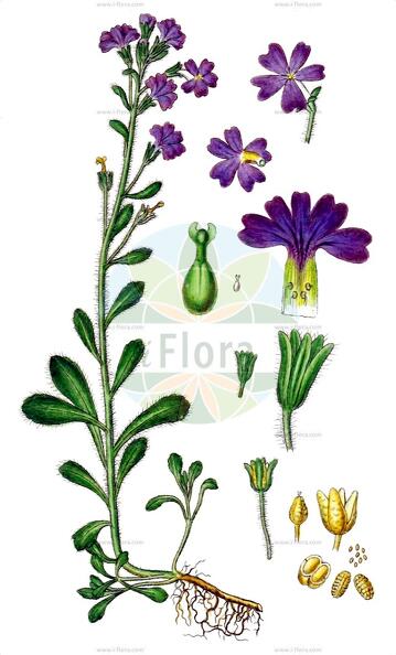 Erinus alpinus