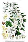 Nanorrhinum ramosissimum
