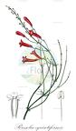 Russelia equisetiformis