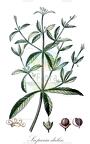Scoparia dulcis