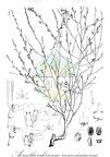 Acanthorrhinum ramosissimum