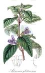 Adenosma glutinosum