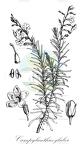 Campylanthus glaber