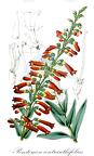 Penstemon centranthifolius