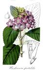 Uroskinnera spectabilis