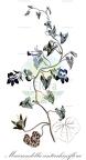 Maurandella antirrhiniflora
