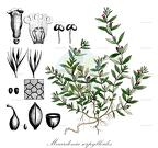 Mecardonia serpylloides