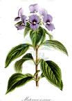 Matourea azurea