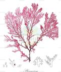 Plocamium