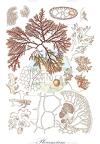Plocamium