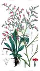 Goniolimon tataricum