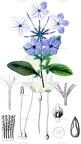 Plumbago auriculata